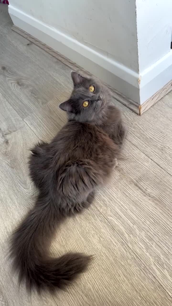 Mixed Breed cats for sale: Kitten for sale - Video 1