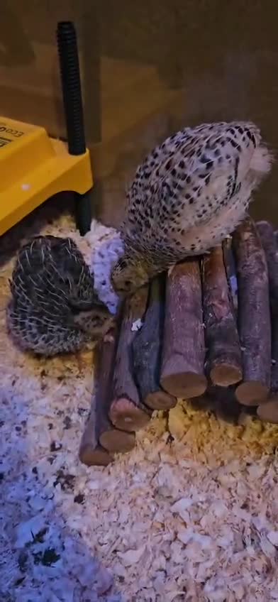 Quail poultry for sale: Beautiful coturnix quail chicks - Video 1