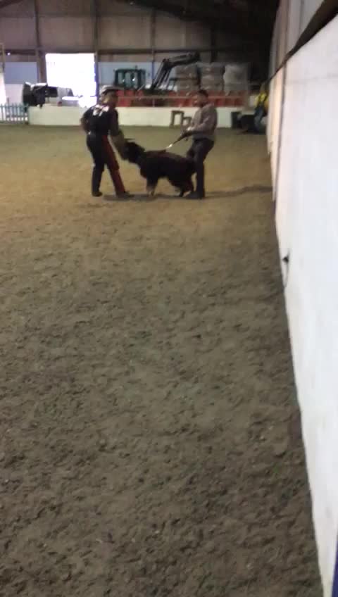 German Shepherd dogs for stud: Zeus  in Wolverhampton - Video 1