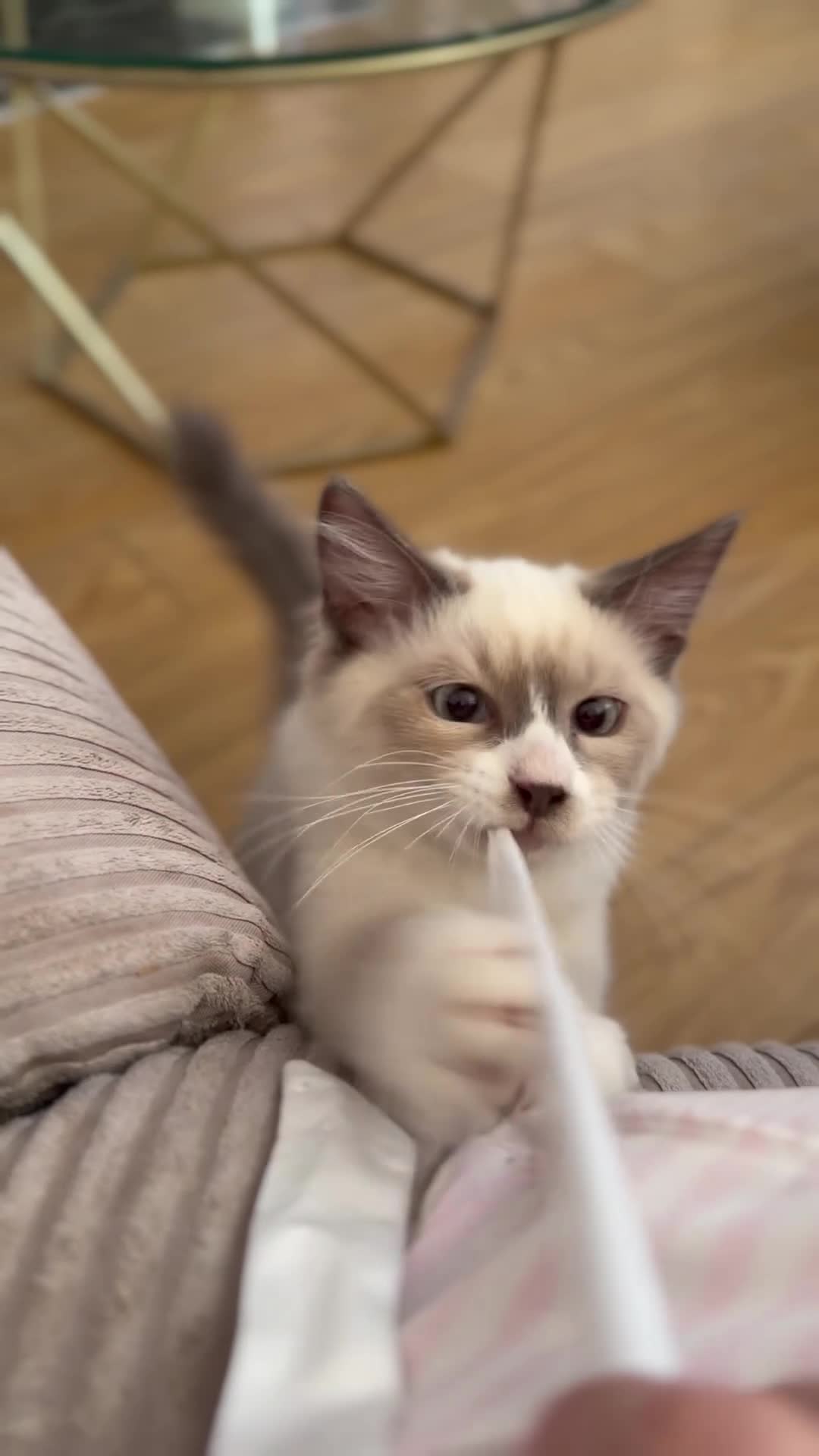 Siberian cats for sale: Home raised Siberian Neva Masquerade Kittens - Video 1
