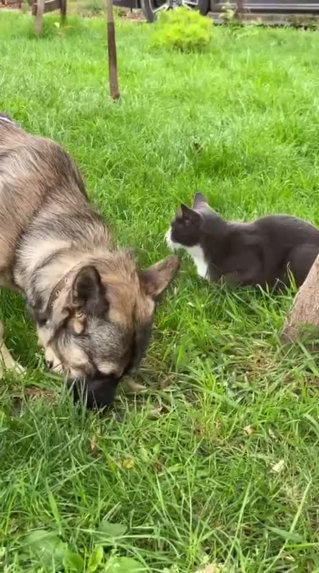 Mixed Breed dogs for adoption: 💙🐶 KAI 🐶💙 - Video 5