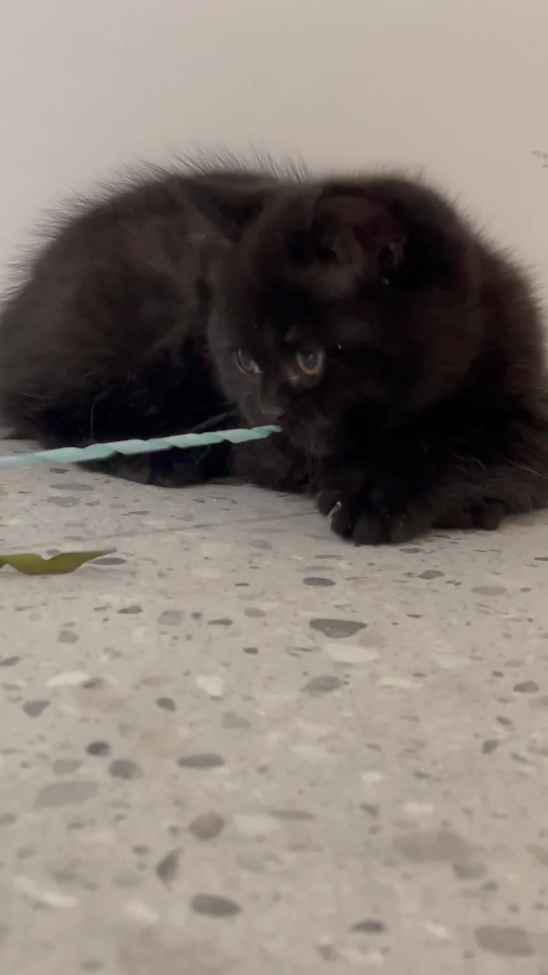 British Shorthair cats for sale: FEMALE & MALE BRITISH SHORTHAIR KITTENS GCCF - Video 2