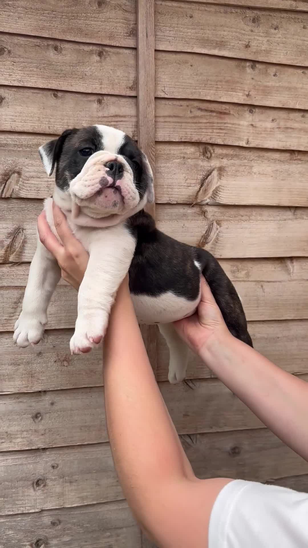 Olde English Bulldogge dogs for sale: 🐾2 Olde English bulldog puppies left 🐾 - Video 2