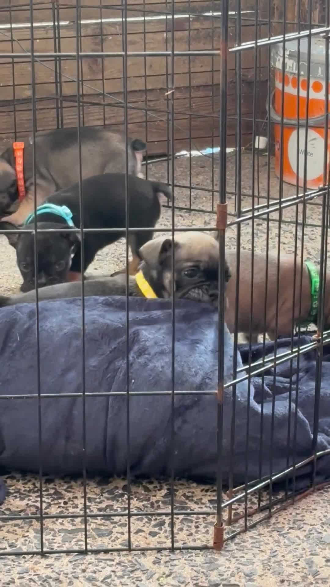 Mixed Breed dogs for sale: French bulldog x British bulldog - Video 3