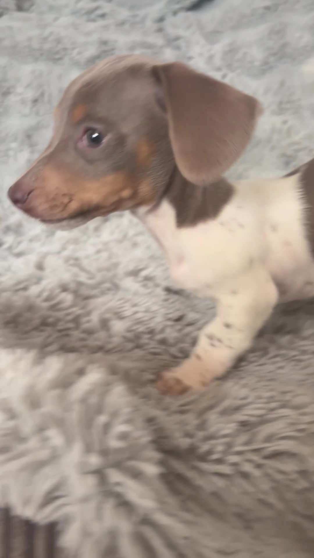 Miniature Dachshund dogs for sale: Beautiful miniature dachshund little girl - Video 3