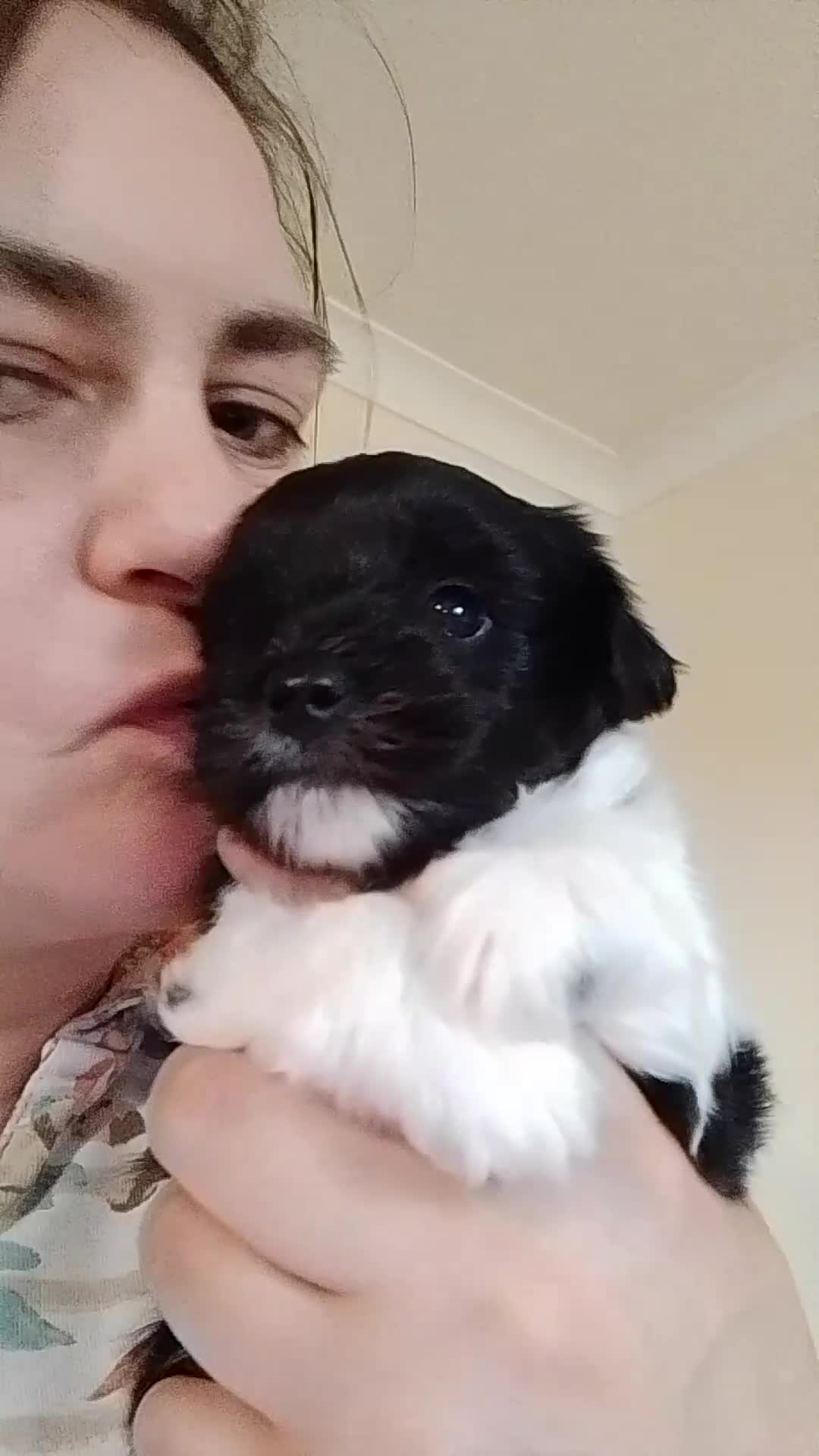 Mixed Breed dogs for sale: Toy Poodle X Biewer Terrier  - Video 2