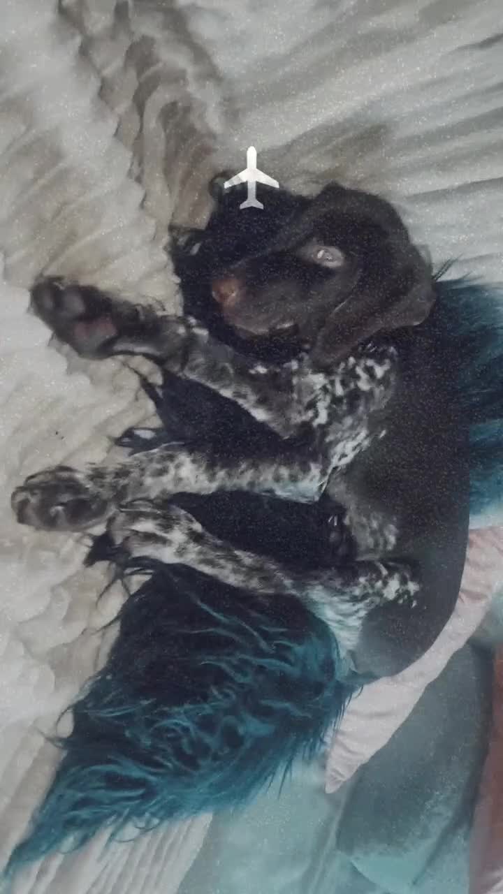 German Shorthaired Pointer dogs for sale: Beautiful Gsp Bitch beretta blu KC Reg Vet Checked - Video 1