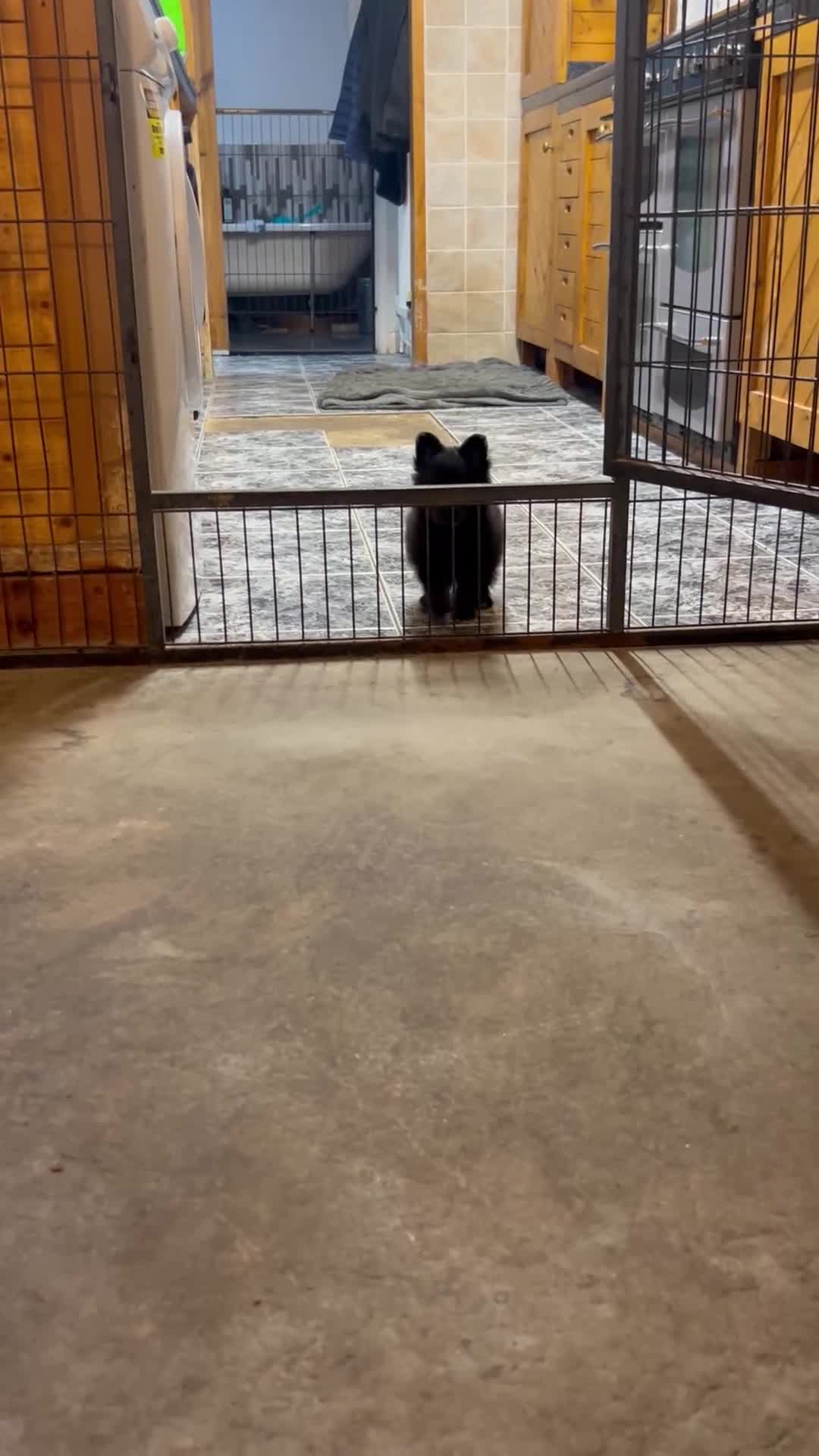 Pomapoo dogs for sale:  **  Pomeranian 🐶 puppies 🐶  - Video 1