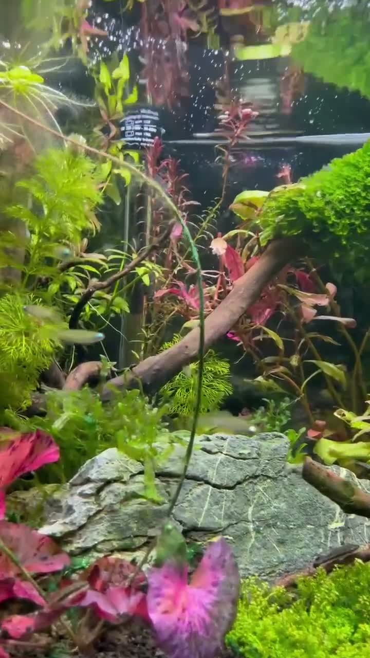 Tetras fish for sale: Norman Lampeyes  in Bristol - Video 1