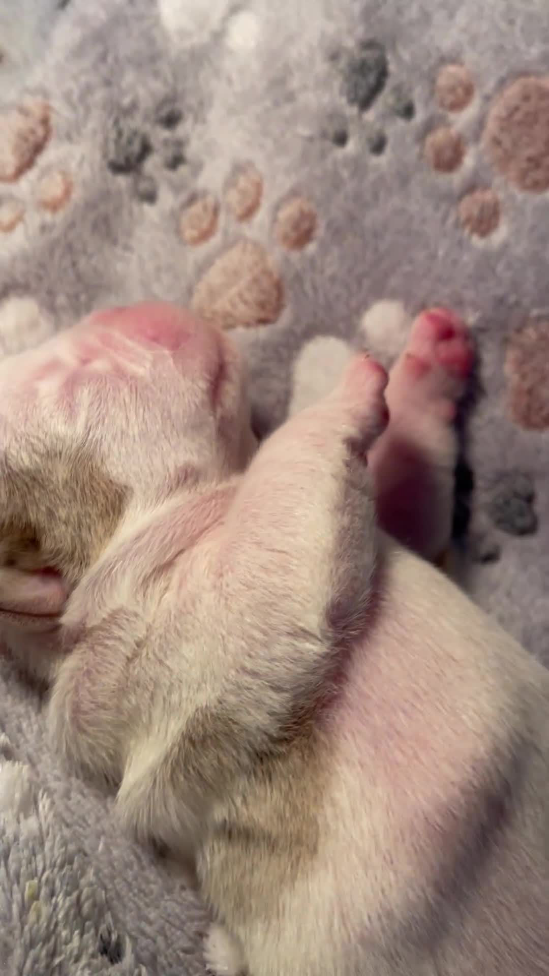 English Bulldog dogs for sale: ⭐️✨ English Bulldogs - KC Registered ⭐️✨ - Video 1