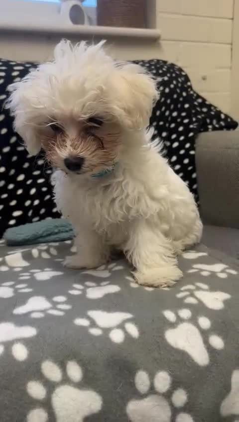 Bichon Frise dogs for sale: Two Mini Bichon Frise Ready for their New Home - Video 2