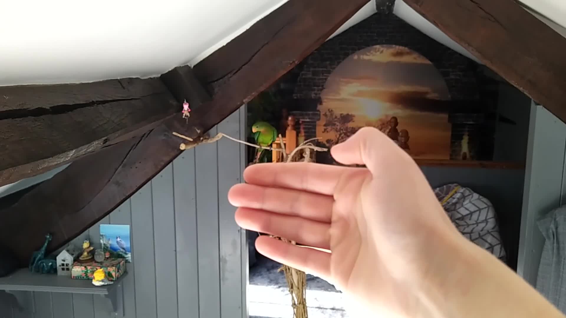 Parrots birds for sale: Two Hand tamed Baraband parrot DNA sexed  - Video 1
