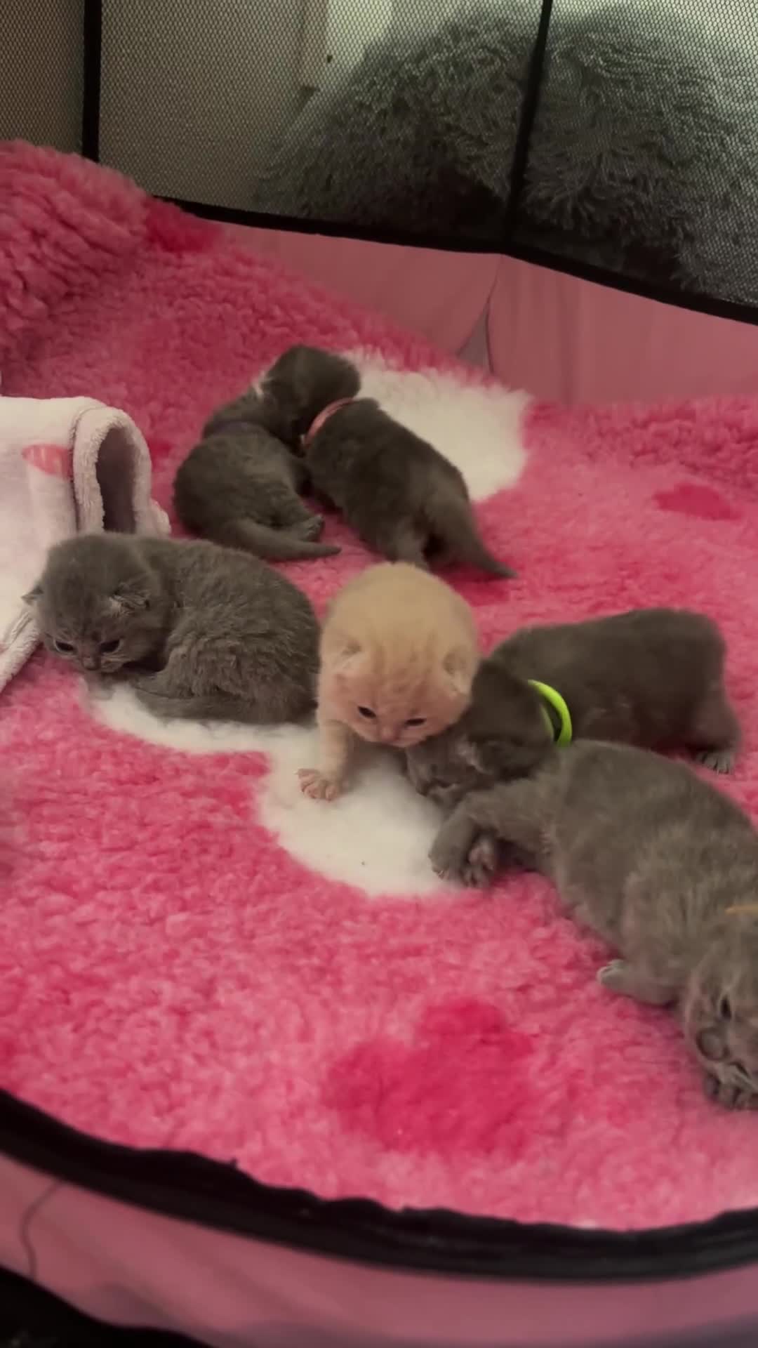 British Shorthair cats for sale: Britishshorthair kittens  - Video 1