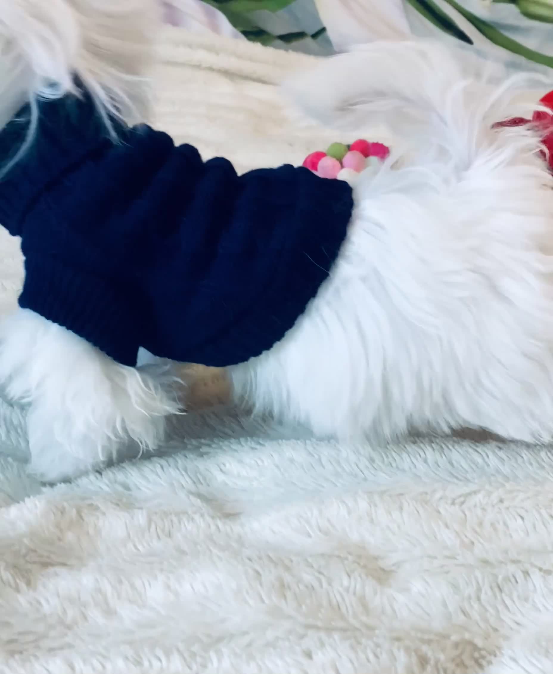 Maltese dogs for sale: ✨ Outstanding KC korean Maltese Puppies ✨ - Video 3