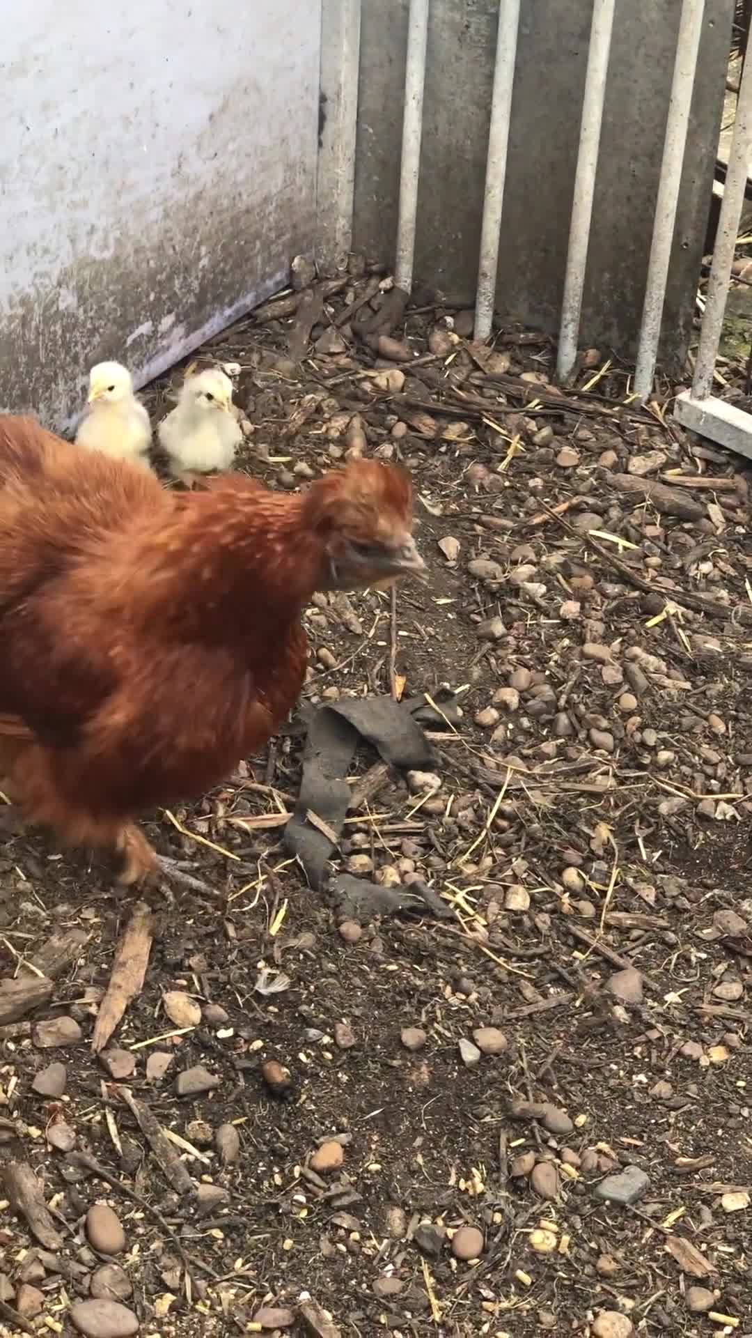 Chickens poultry for sale: Orpington  - Video 1