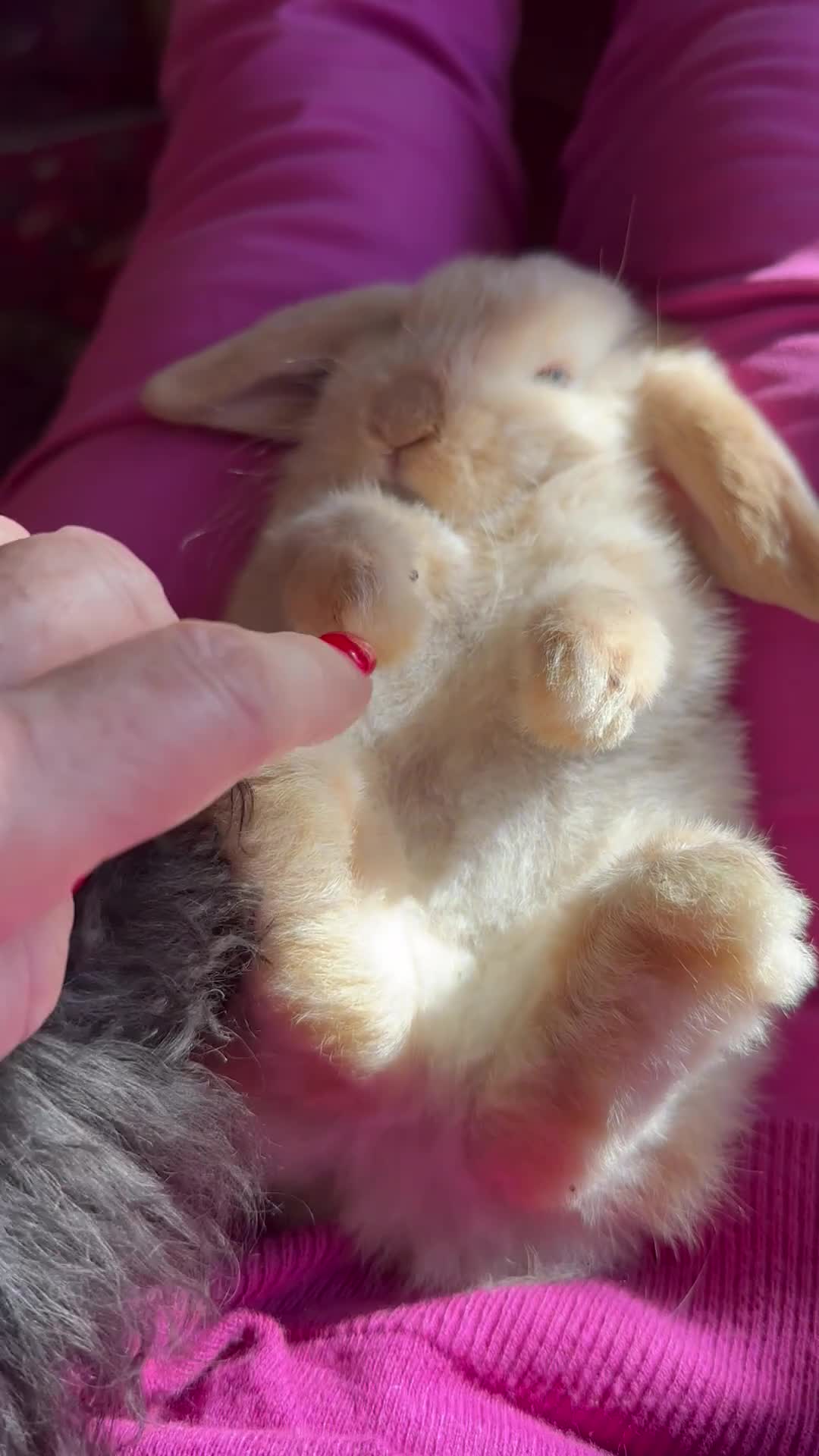 Mini Lop rabbits for sale: Mini lop pure bred babies - Video 2