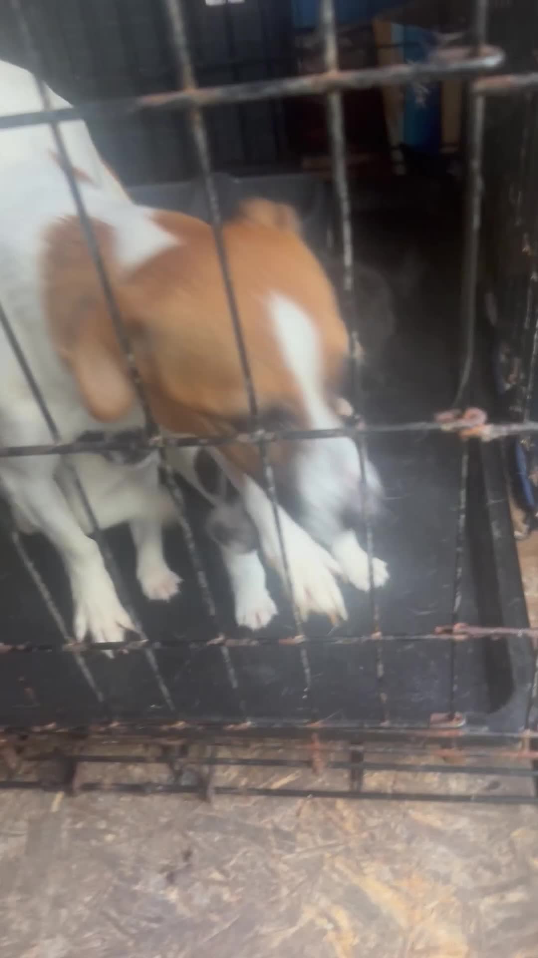 Mixed Breed dogs for sale: Jackahuahua - Video 1