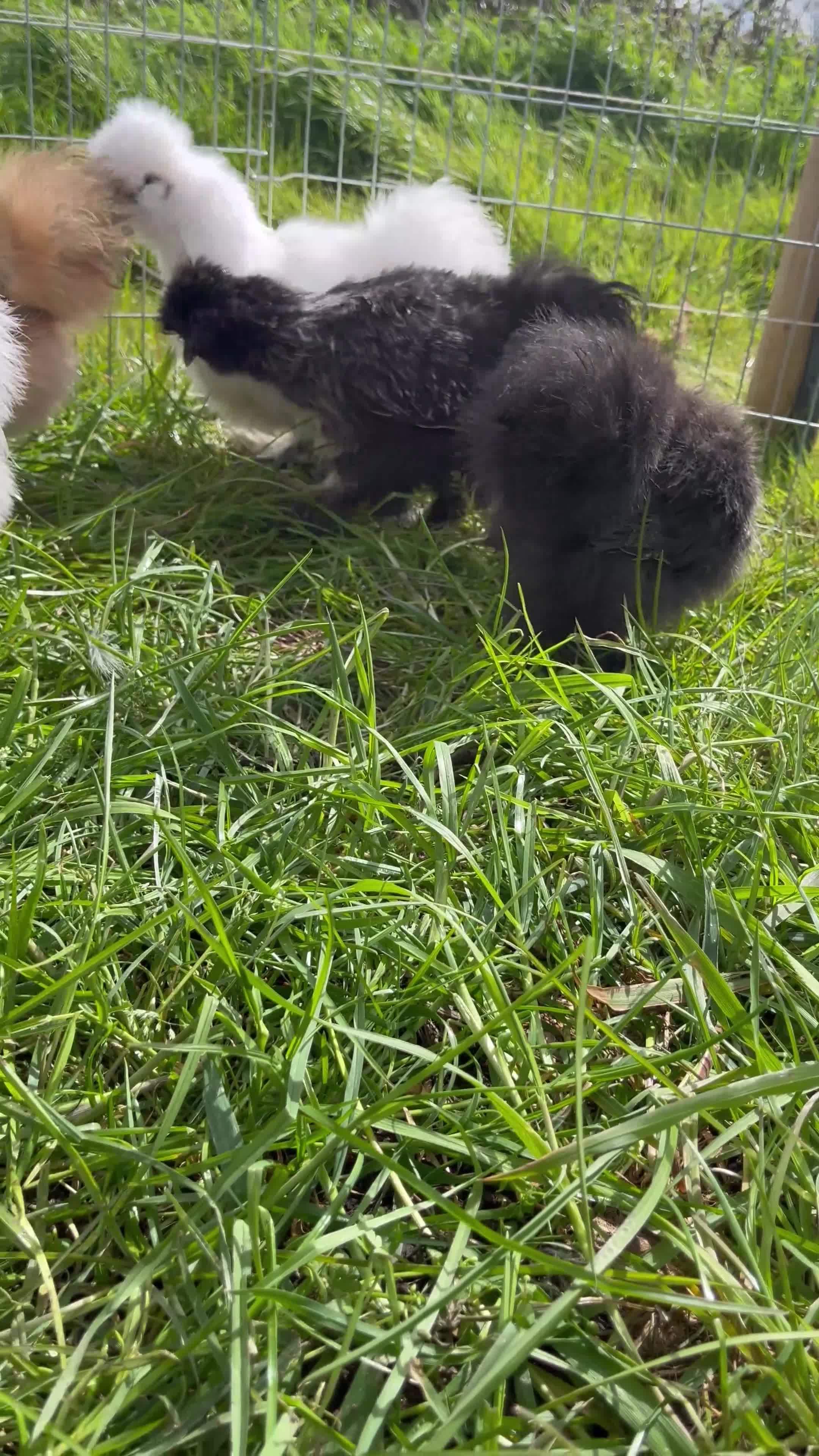 Chickens poultry for sale: Silkie Point of Lay Females  - Video 1