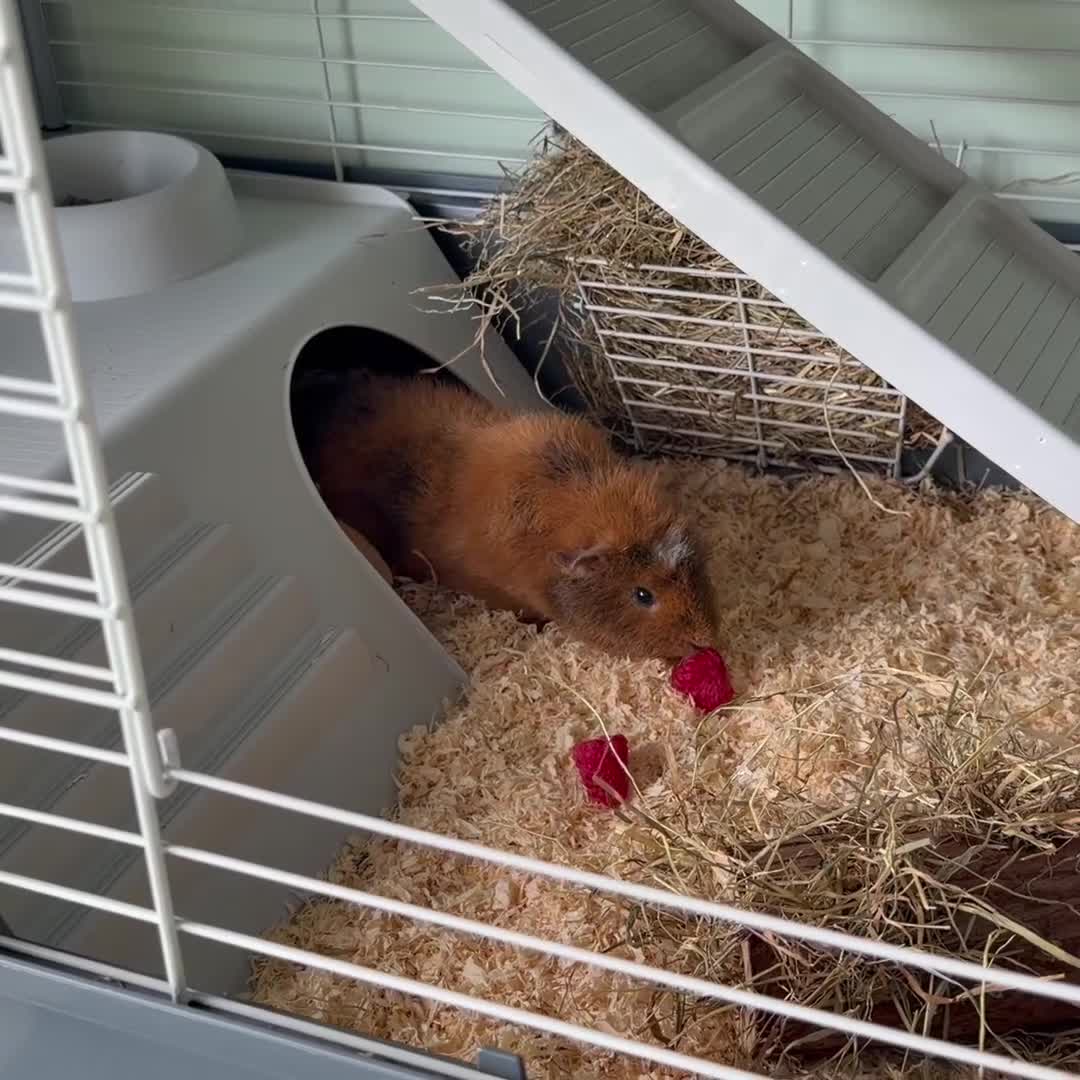Guinea Pig rodents for sale:  Two Girl Guinea Pigs Brownie and Dusty with setup - Video 2