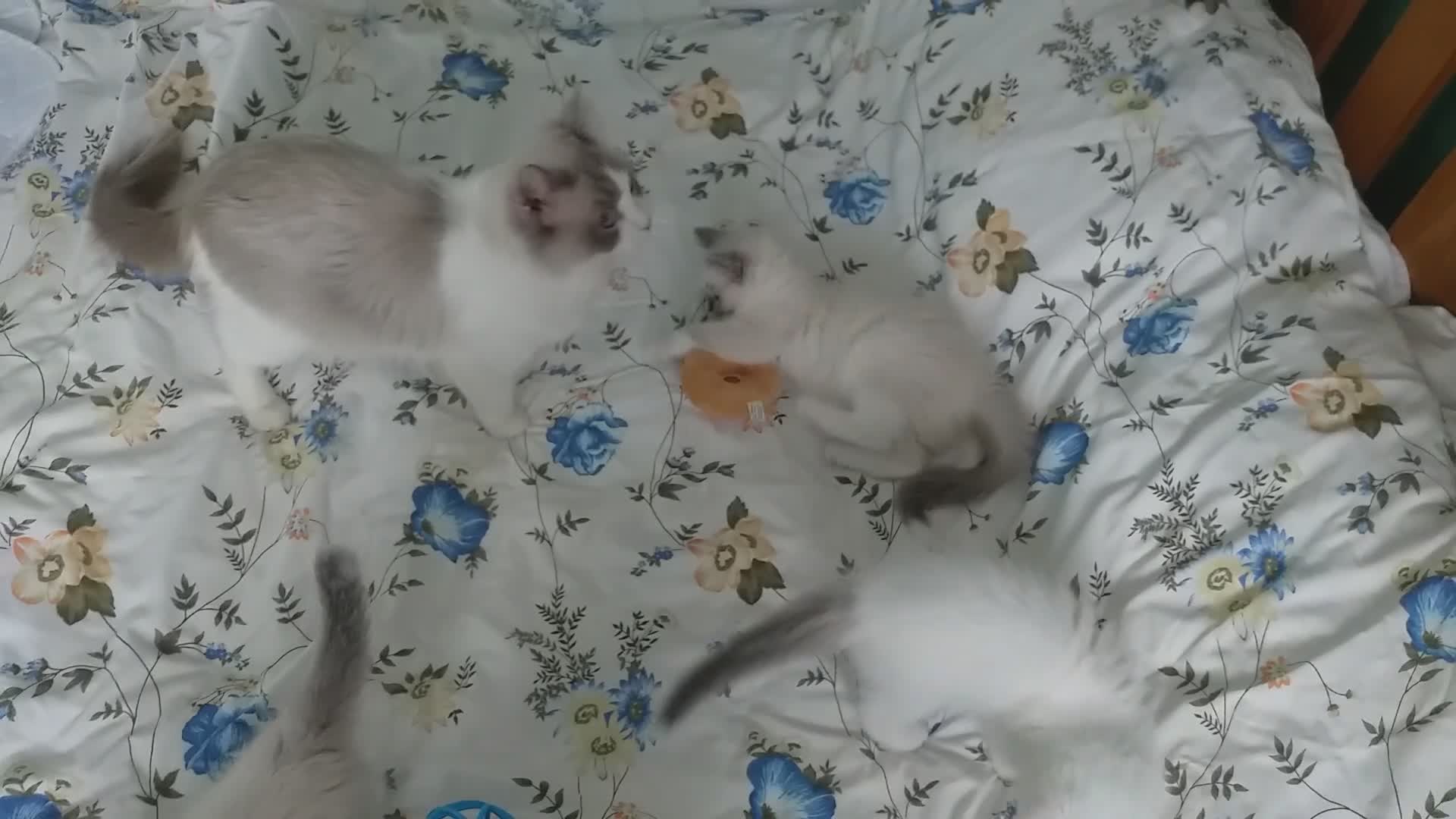 Ragdoll cats for sale: Beautiful Pure Breed Ragdoll Kittens  - Video 5