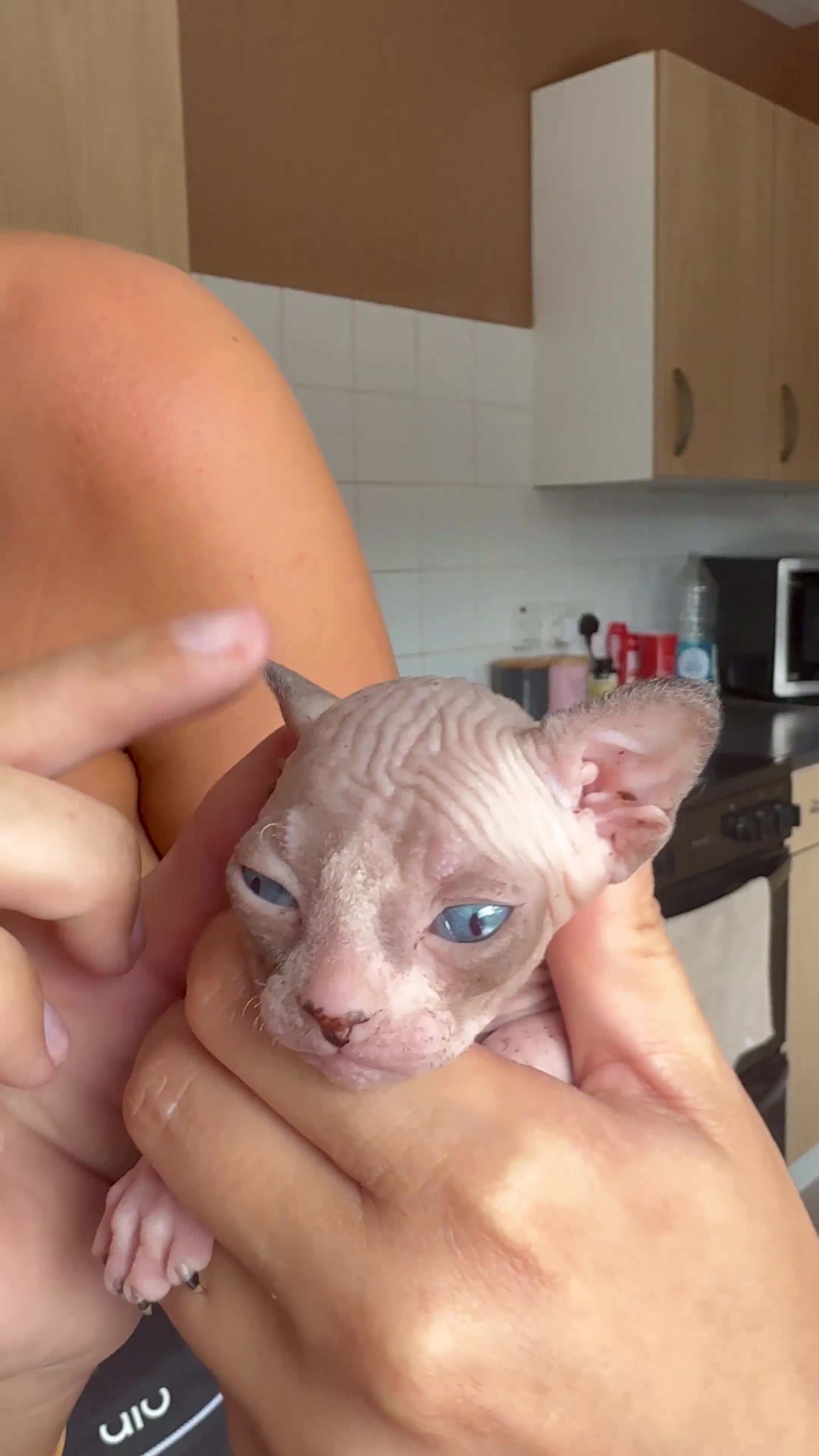 Sphynx cats for sale: 3 Girls left TICA Canadian Elf Sphynx  - Video 4