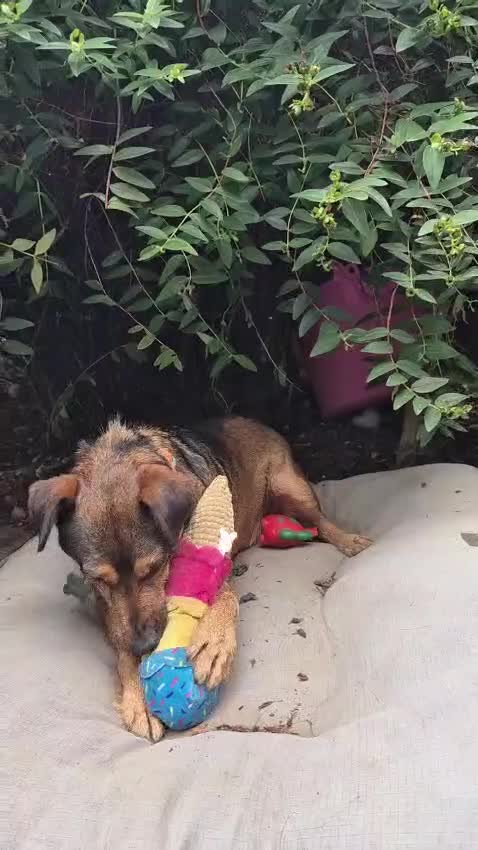 Mixed Breed dogs for adoption: 💙🐶 STAS 🐶💙 - Video 4