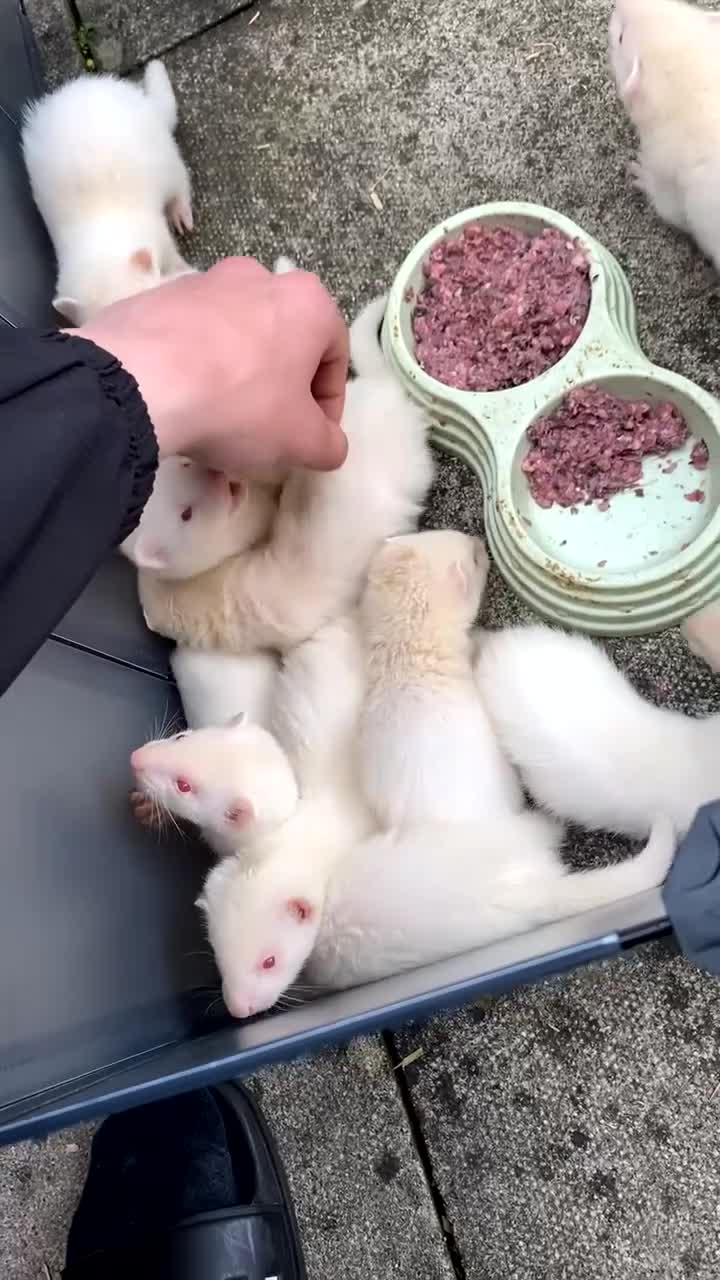 Ferret rodents for sale: ferret kits  in Darlington - Video 1