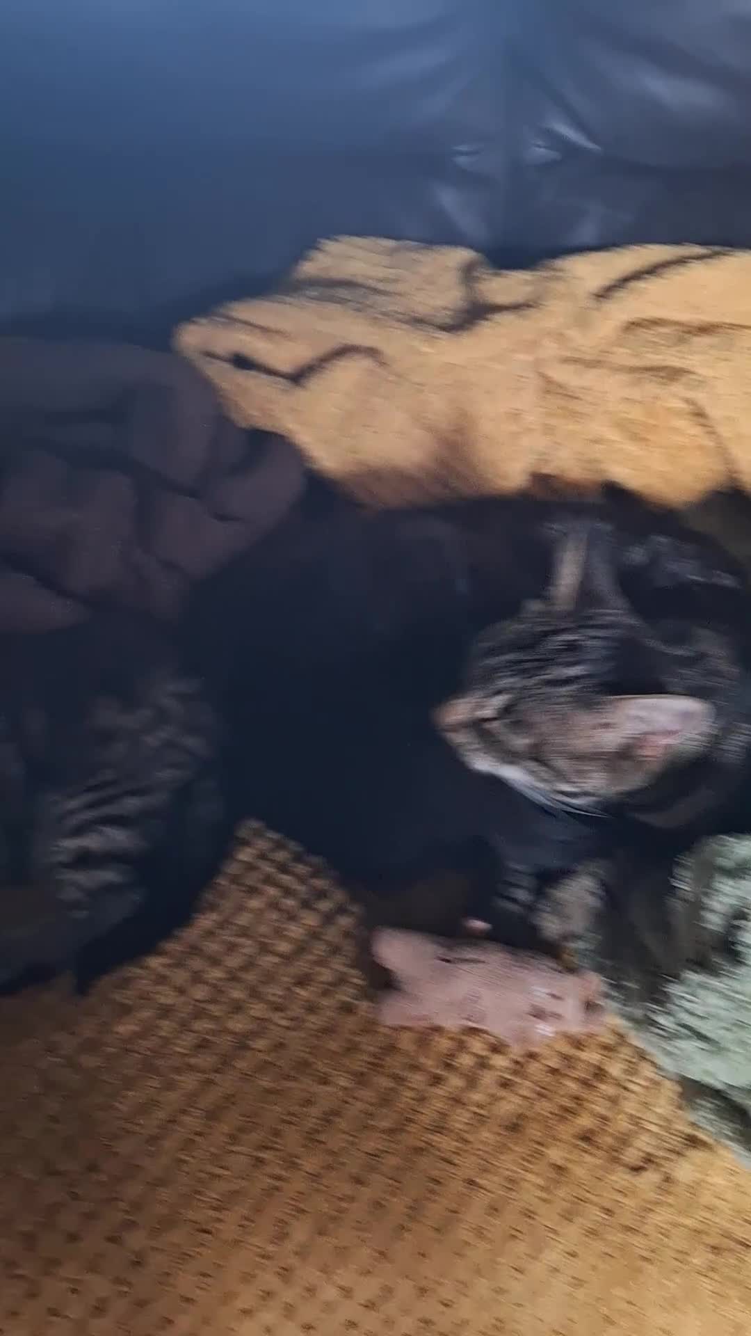 Domestic Shorthair cats for sale: 2 male kittens ready to leave today!  - Video 1