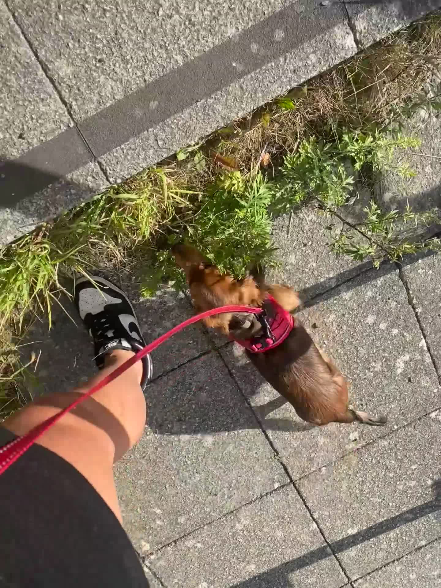 Miniature Dachshund dogs for sale: 2 Miniature Dachshund - longhaired - Video 1