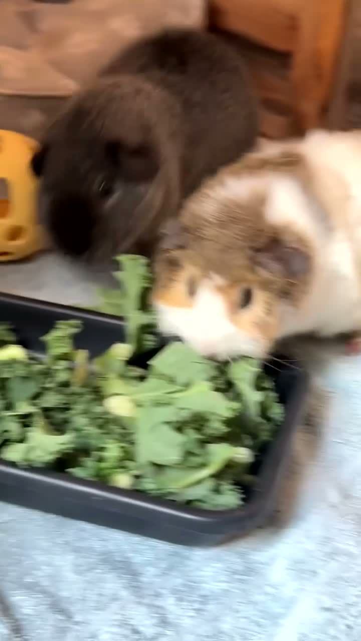 Guinea Pig rodents for sale: 2 sweet baby boars - Video 1
