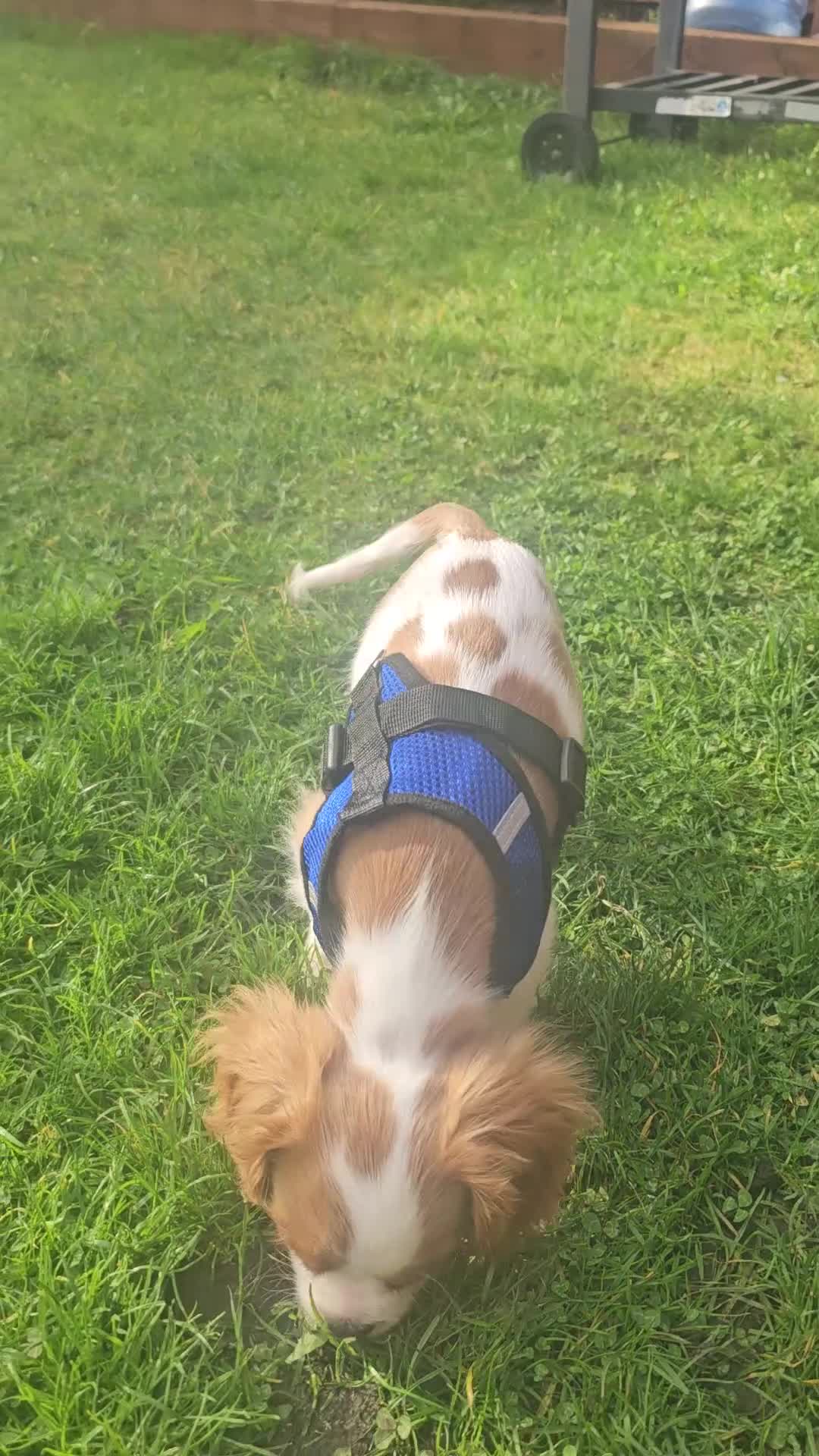 Cavalier King Charles Spaniel dogs for sale: CAVALIER KING CHARLES FOR SALE - Video 1