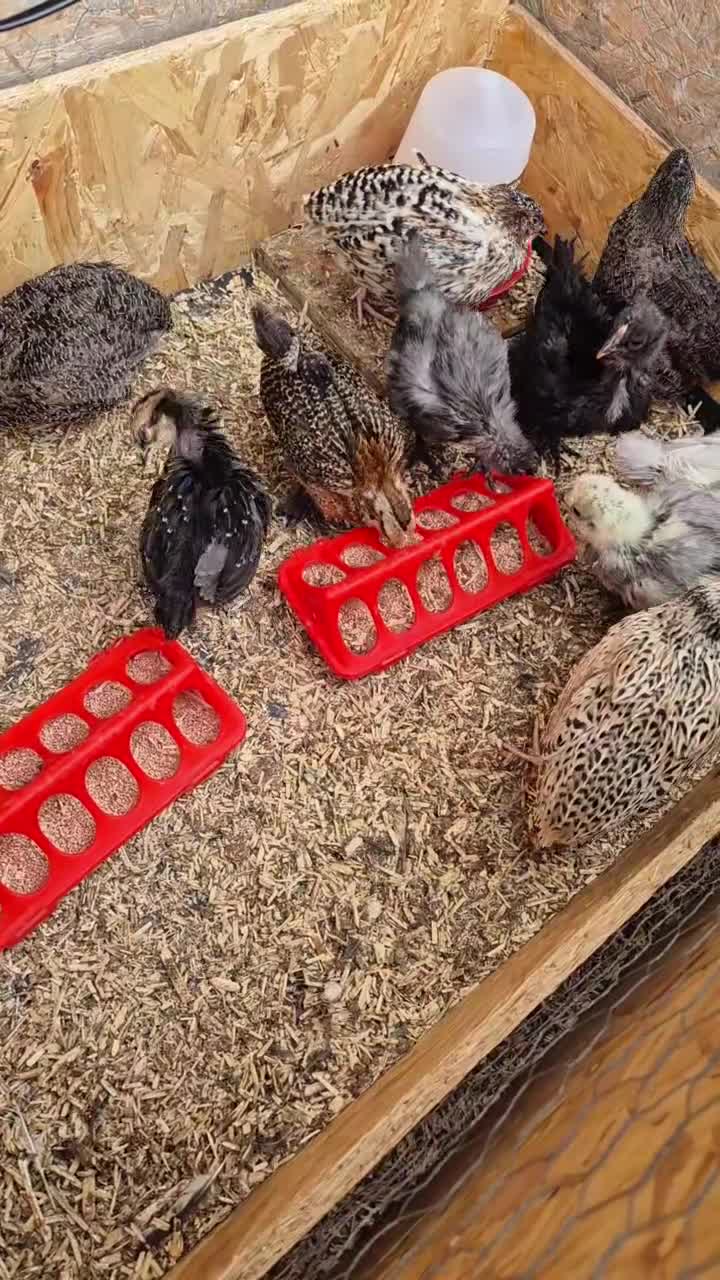 Quail poultry for sale: Jumbo celadon quail/Bantams chicks & more - Video 1