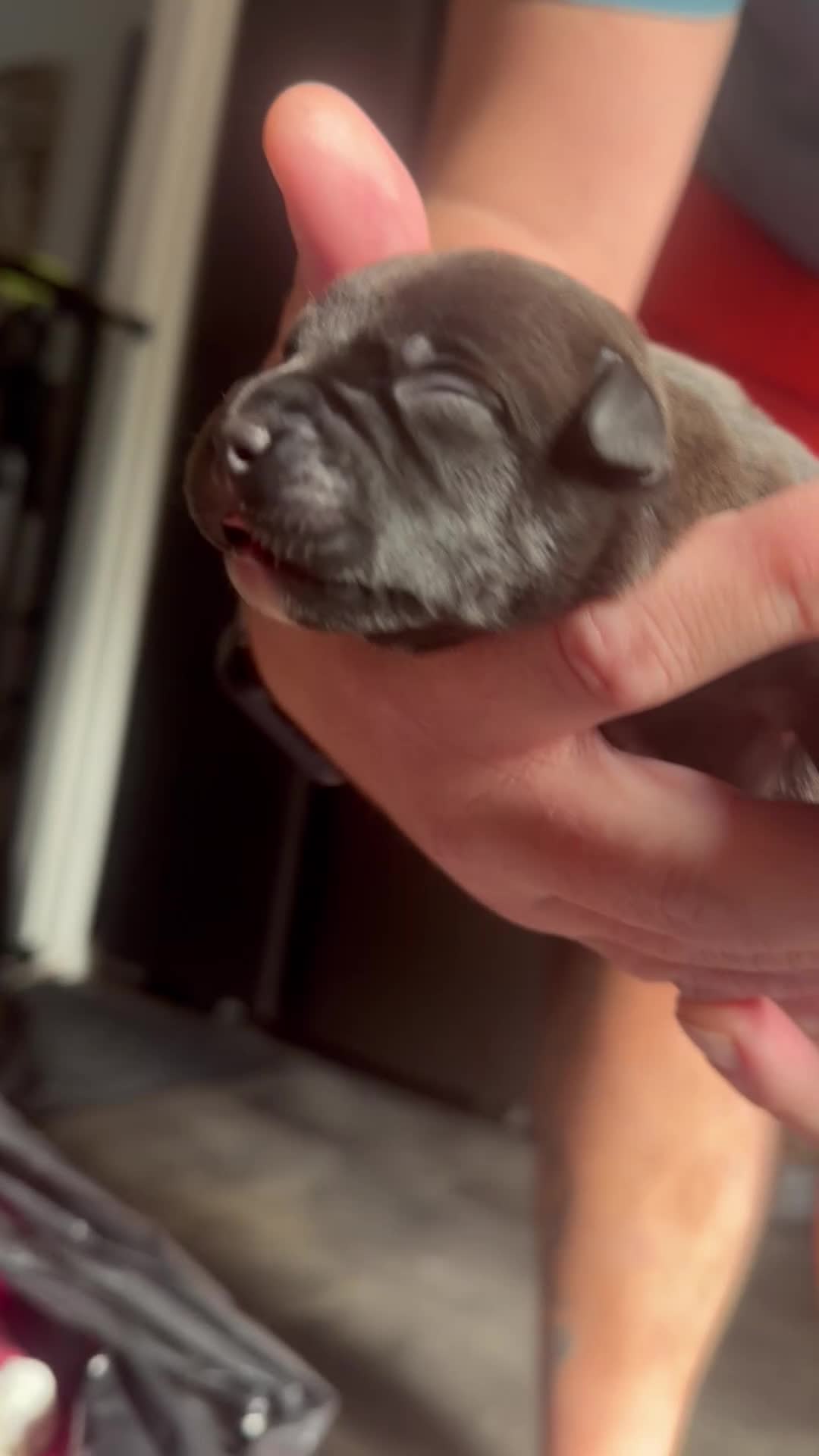 Staffordshire Bull Terrier dogs for sale: Staffordshire bull terrier puppies  - Video 1