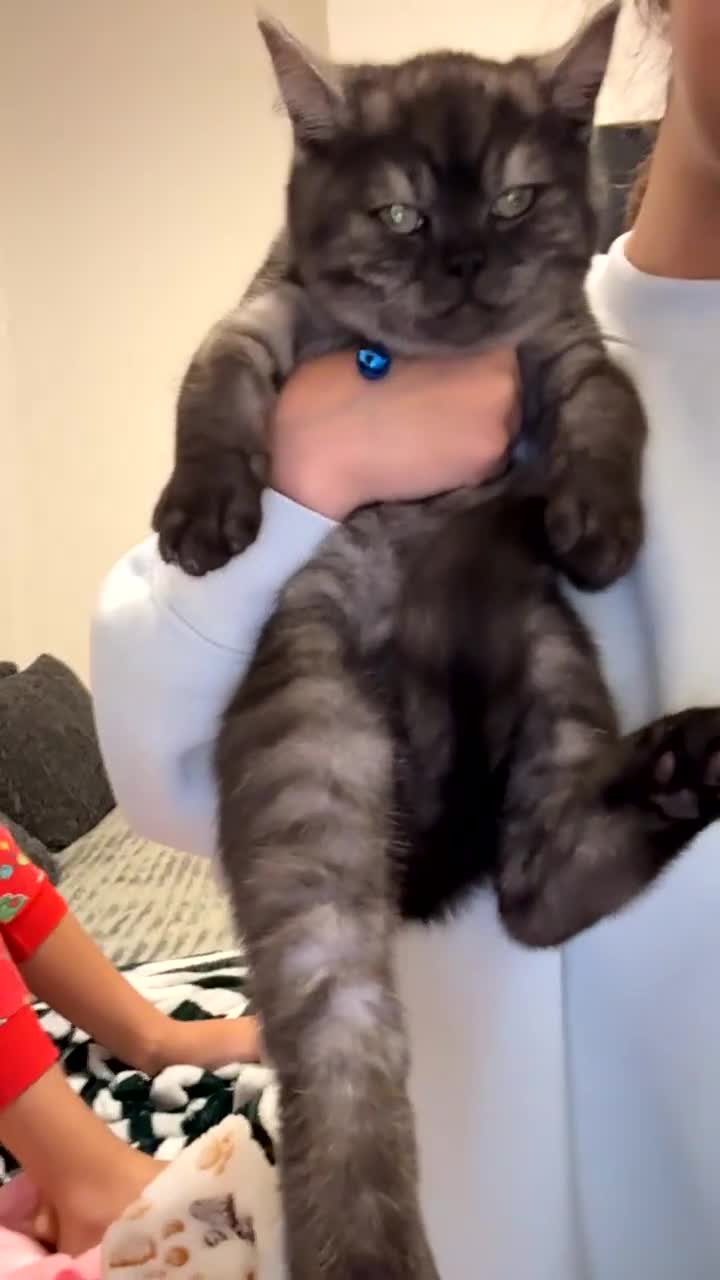 British Shorthair cats for sale: Male Bsh kitten  - Video 1