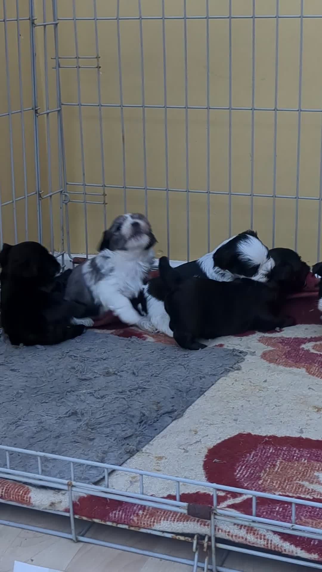 Morkie dogs for sale: Morkie puppies in Bradford - Video 1