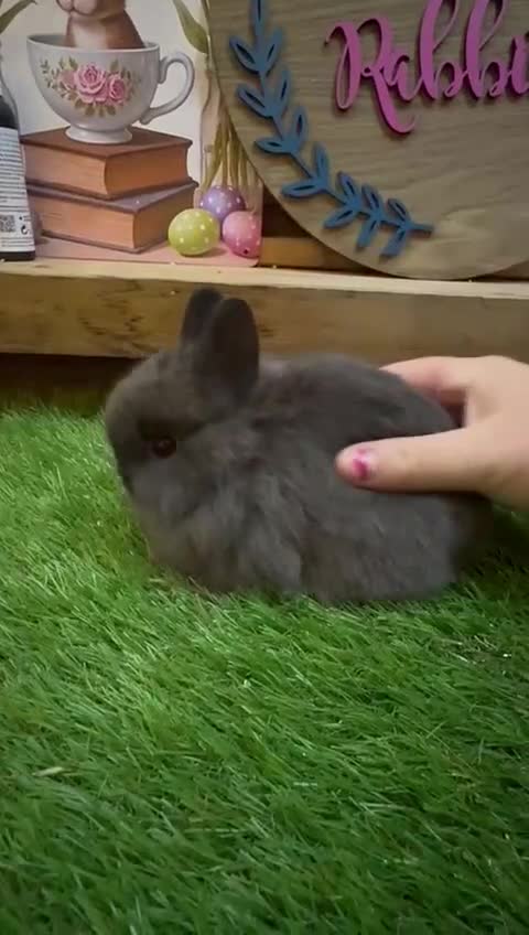 Netherland Dwarf rabbits for sale: Pedigree Neverland dwarfs only 2 males left  - Video 1