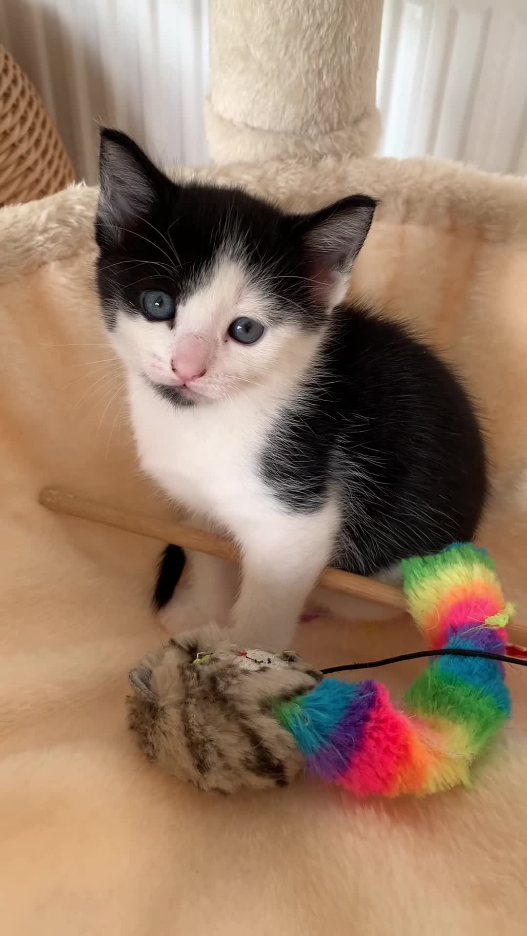 Mixed Breed cats for sale: Fabulous Kittens  in Clitheroe - Video 2