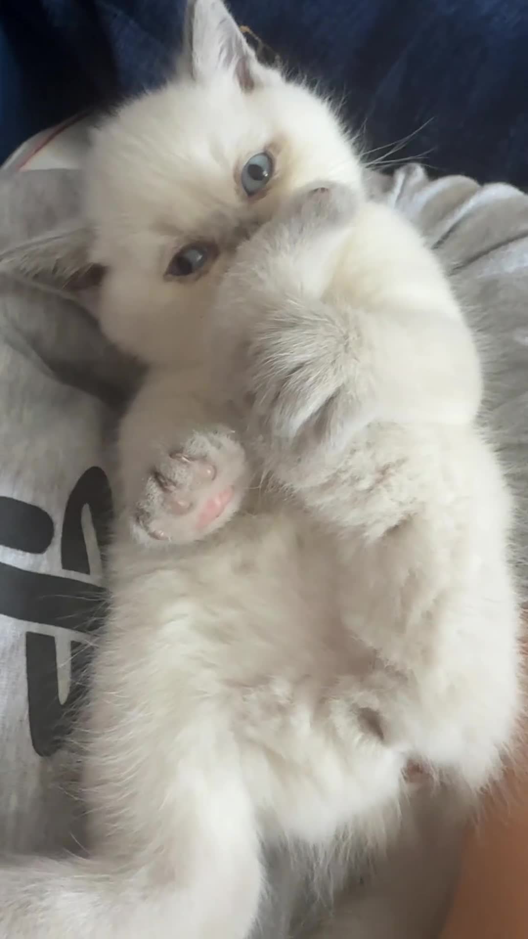 British Shorthair cats for sale: GCCF Pedigree British shorthair kittens  - Video 2