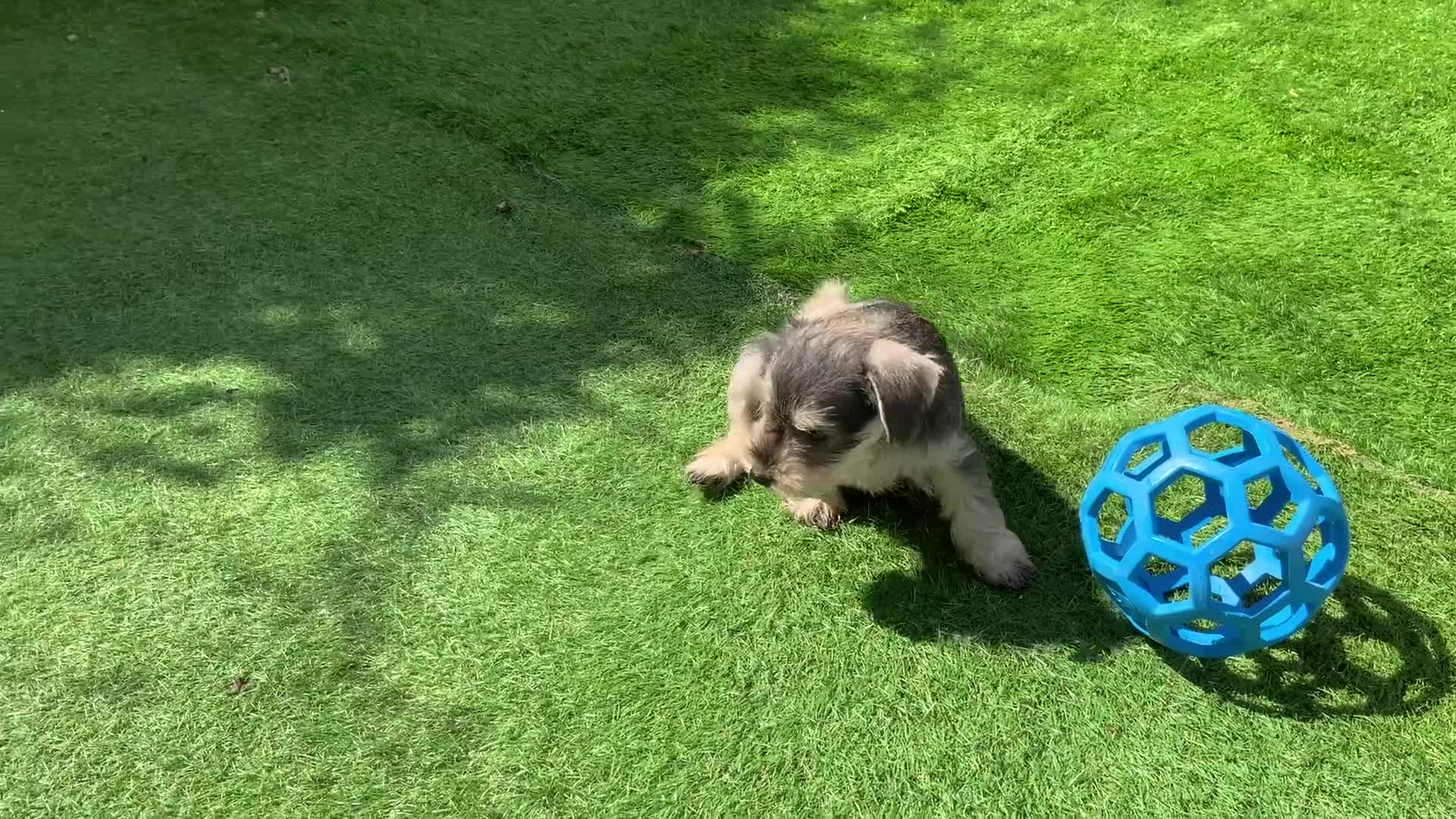 Miniature Schnauzer dogs for sale: Happy healthy miniature Schauzer puppies - Video 1