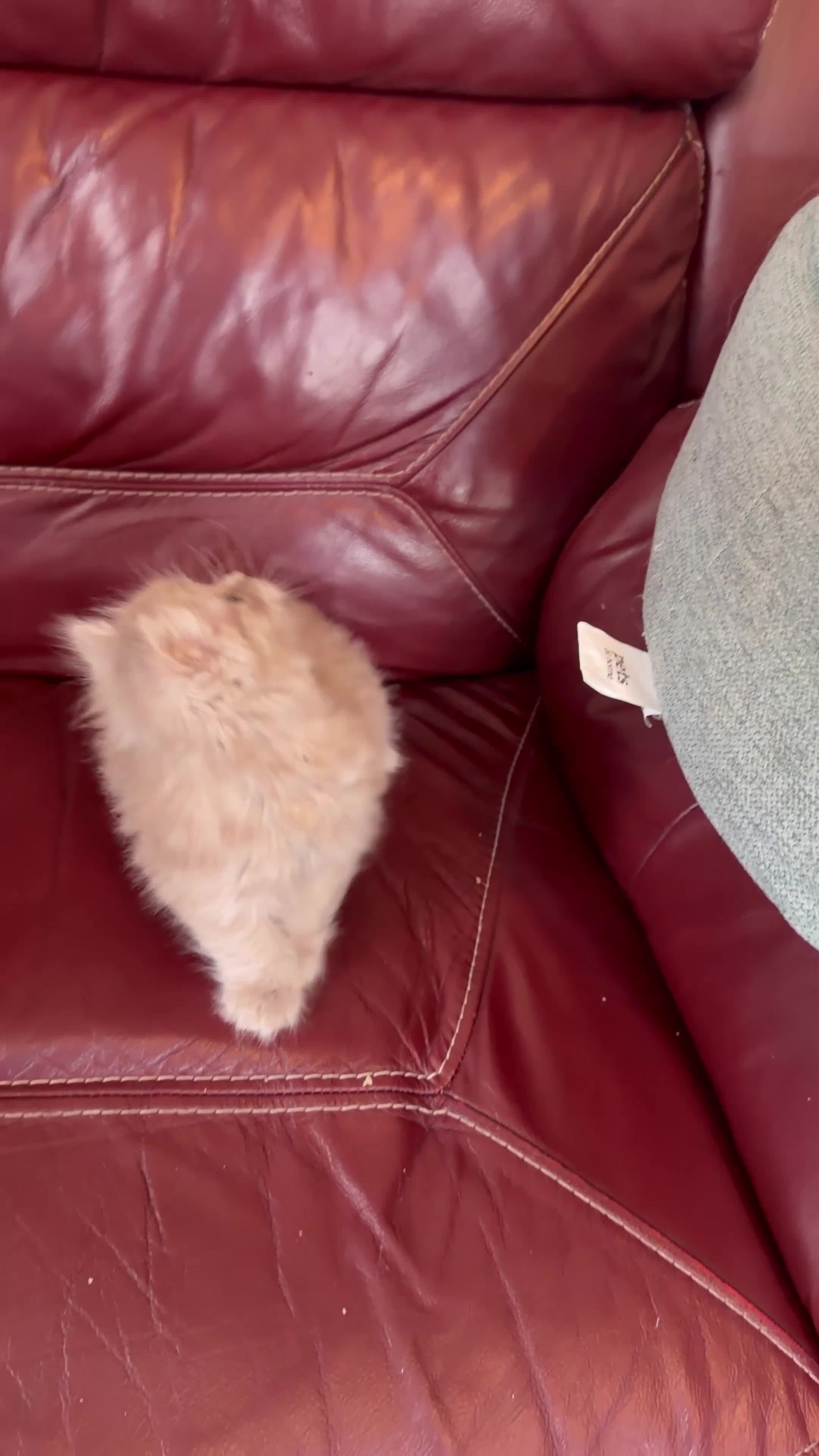 Persian cats for sale: Ready to goBeautiful Persian Kittens for Sale 🐾 in Bristol - Video 3
