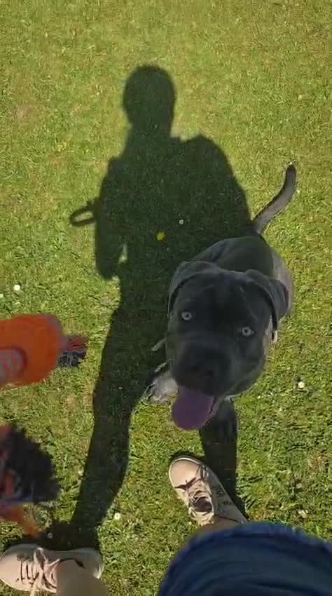 Cane Corso dogs for sale: Cane corso for sale - Video 2
