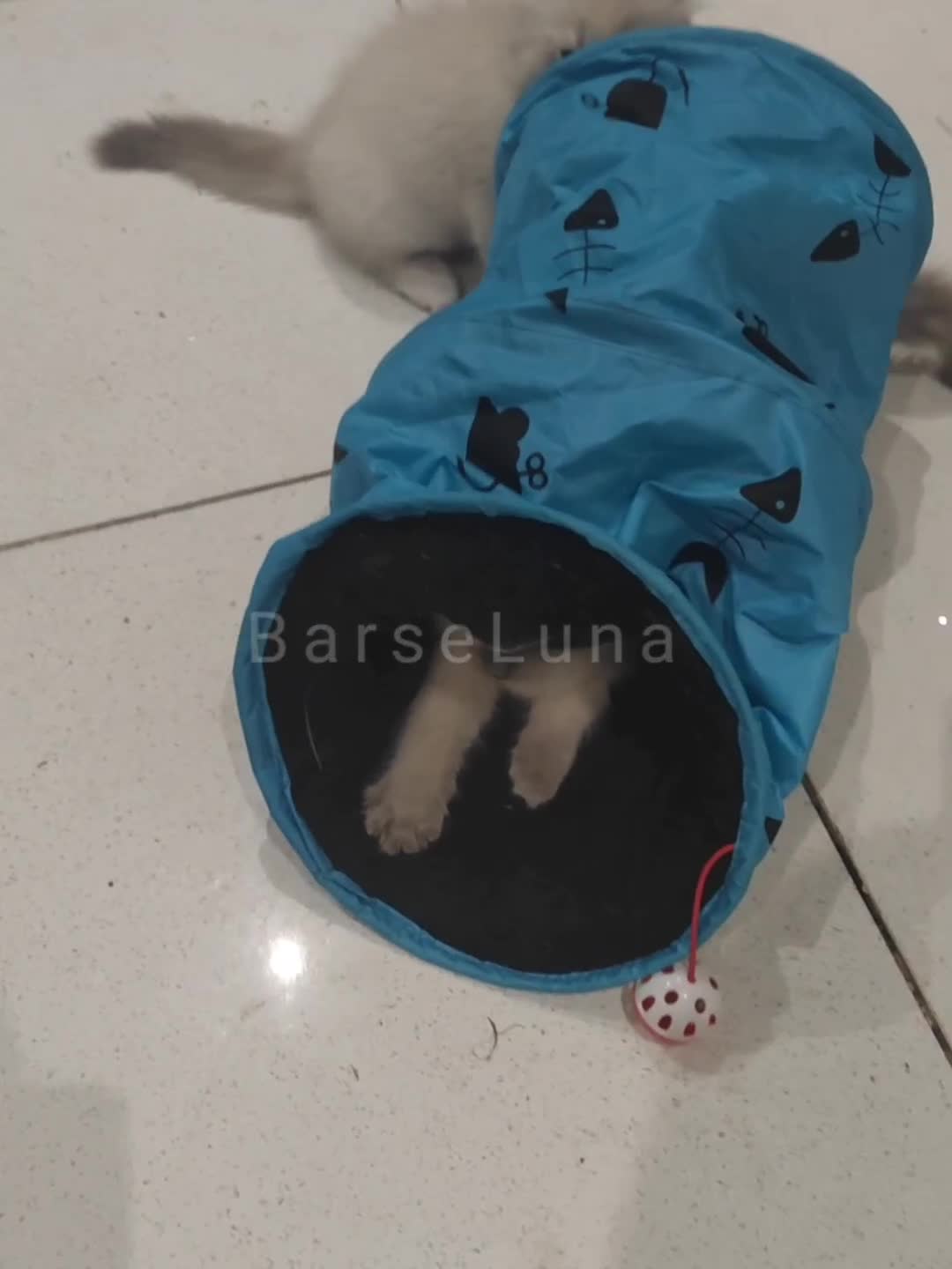 Ragdoll cats for sale: Gorgeous Snow Leocats: RagdollxSiberianxHimalayan! - Video 1