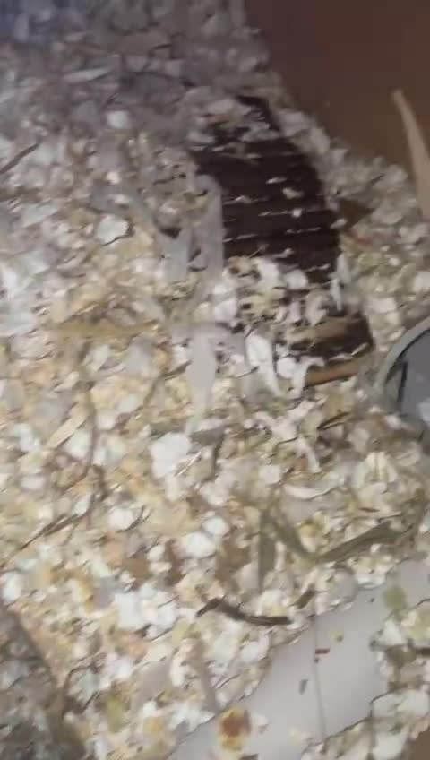 Gerbil rodents for sale: 2 Female Gerbils With Food, Cage, Accessories - Video 2