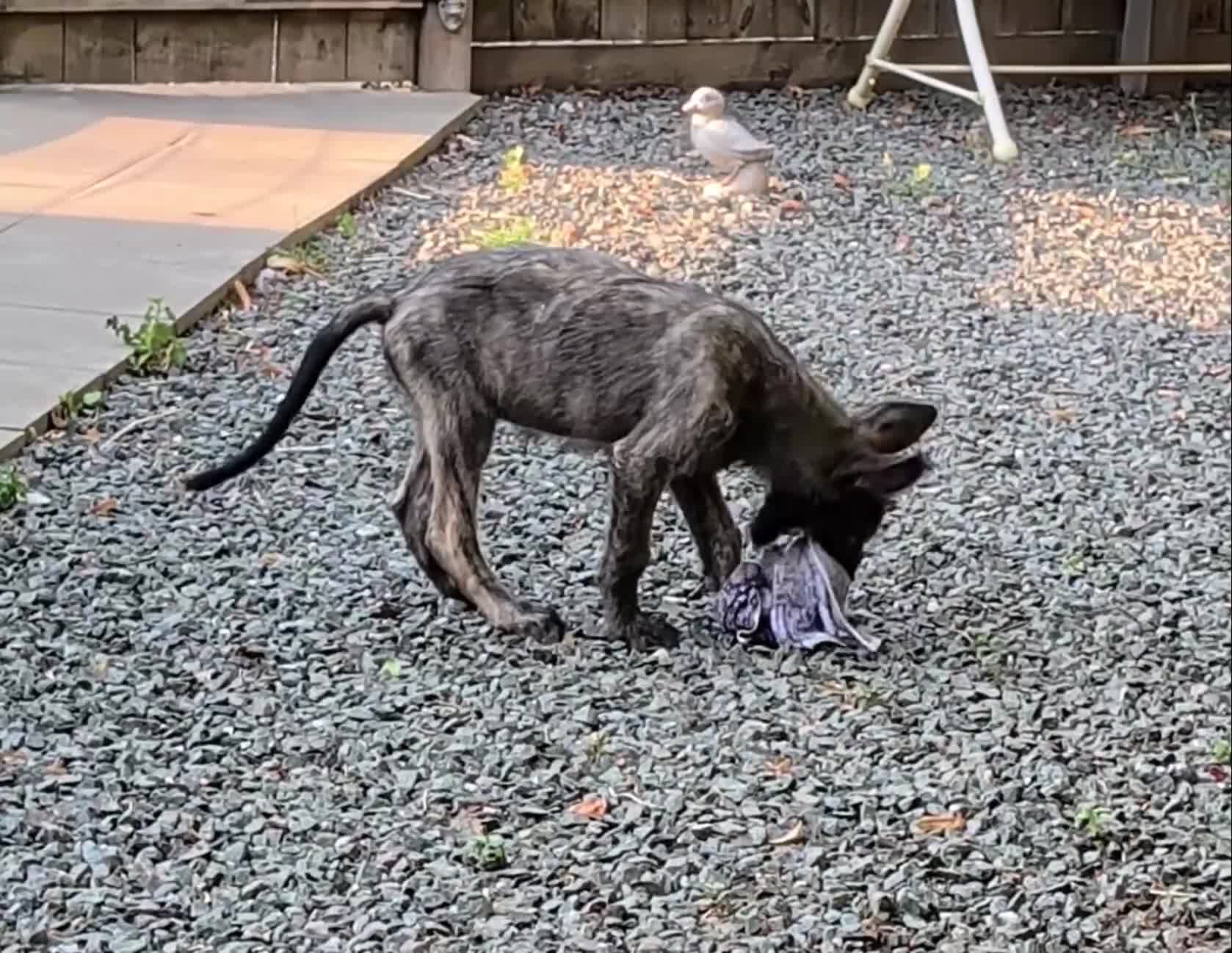 Irish Wolfhound dogs for sale: Irish Wolfhound puppies  - Video 3