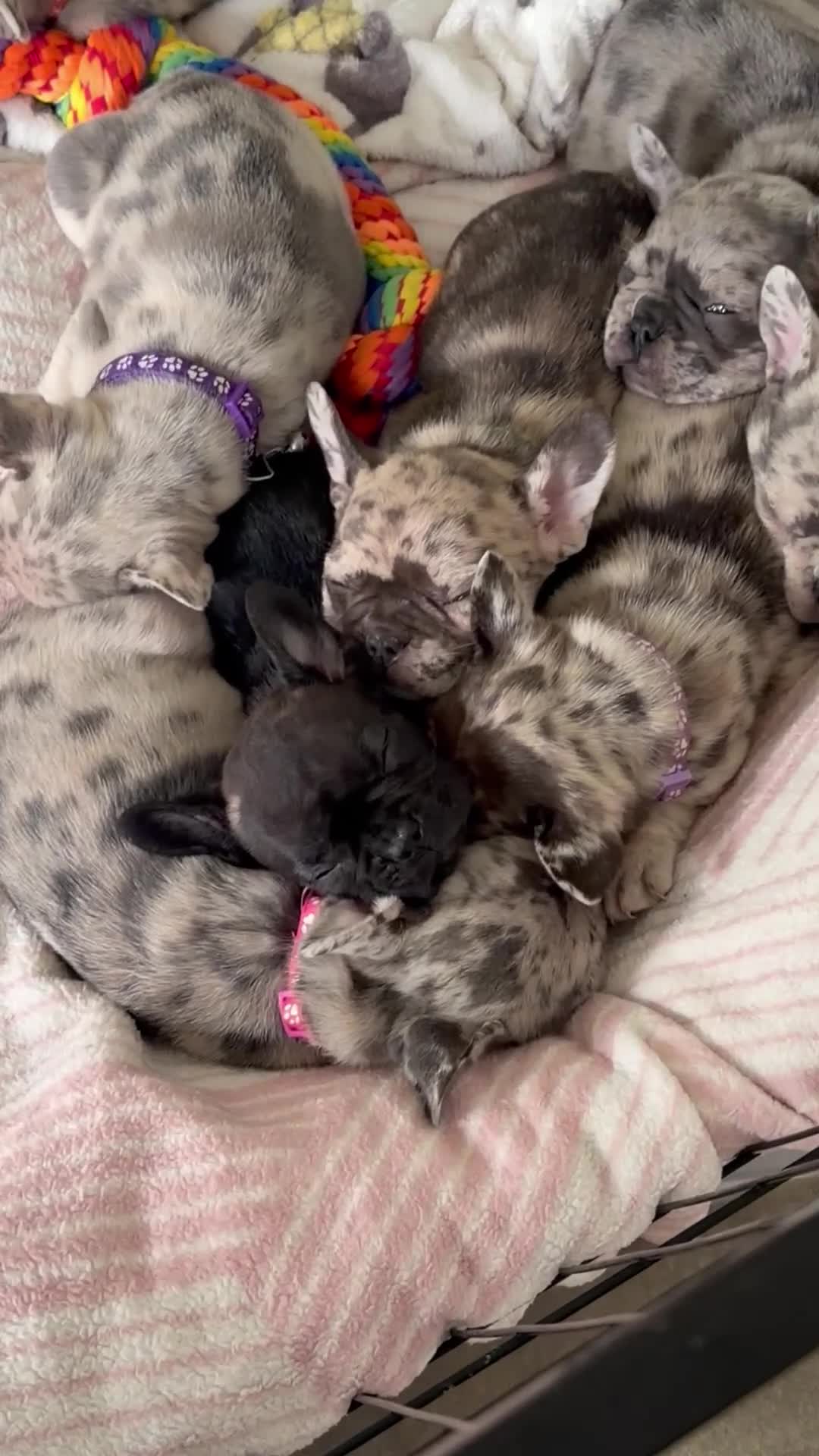 French Bulldog dogs for sale: Reduced to £1250. 1 boy 2 girls left - Video 2