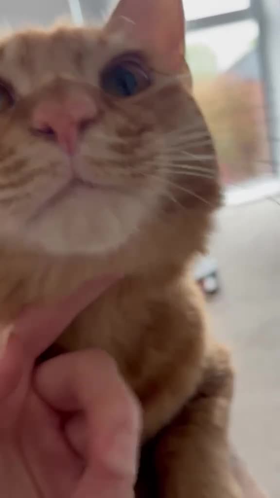 Mixed Breed cats for adoption: Perfect Family Cat Timothy - Video 1