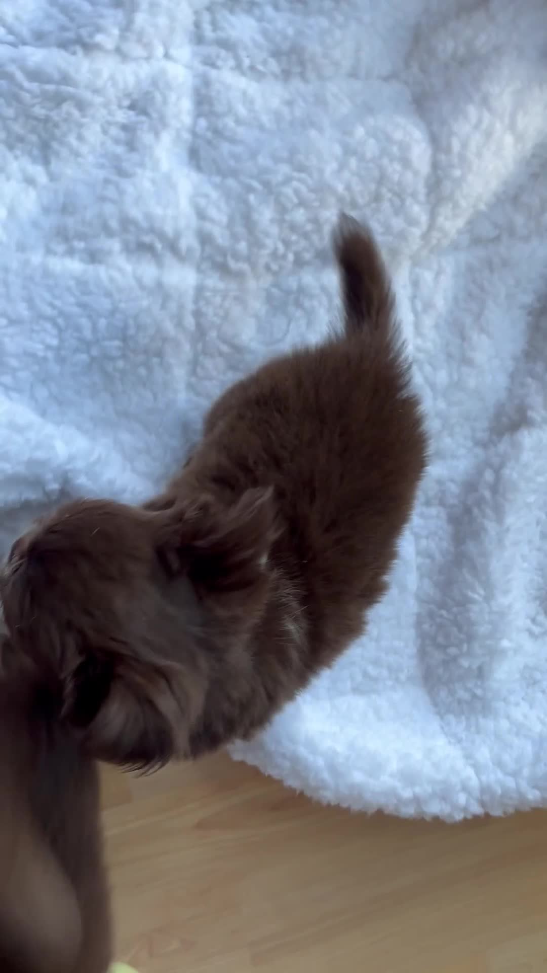 Chihuahua dogs for sale: Russian long hair Chihuahuas - Video 2