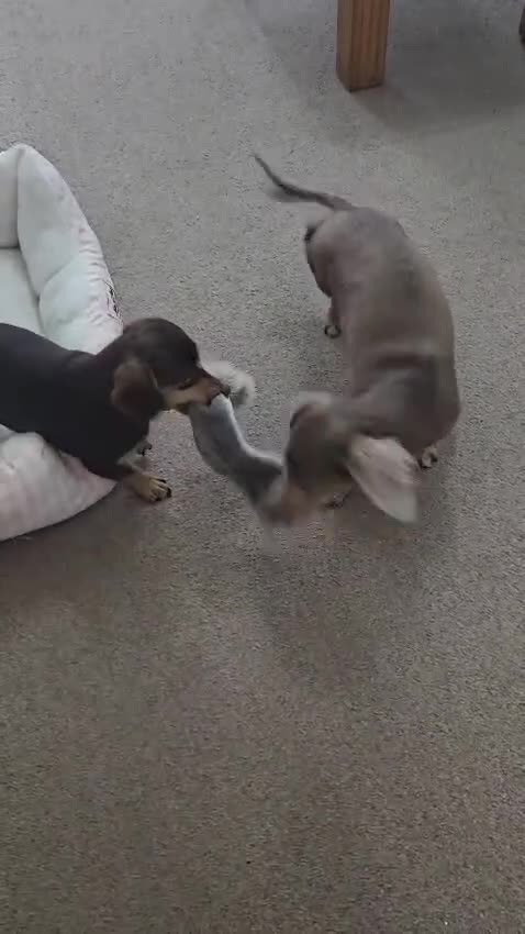Miniature Dachshund dogs for sale: Beautiful Miniatures  in Manchester - Video 5