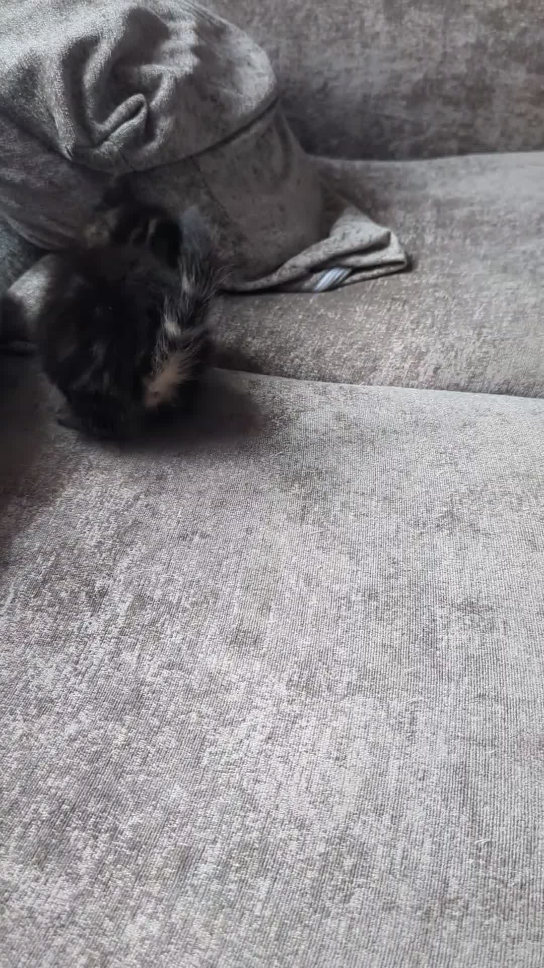 Persian cats for sale: Long haired doll faced Persian kittens X 4 - Video 1