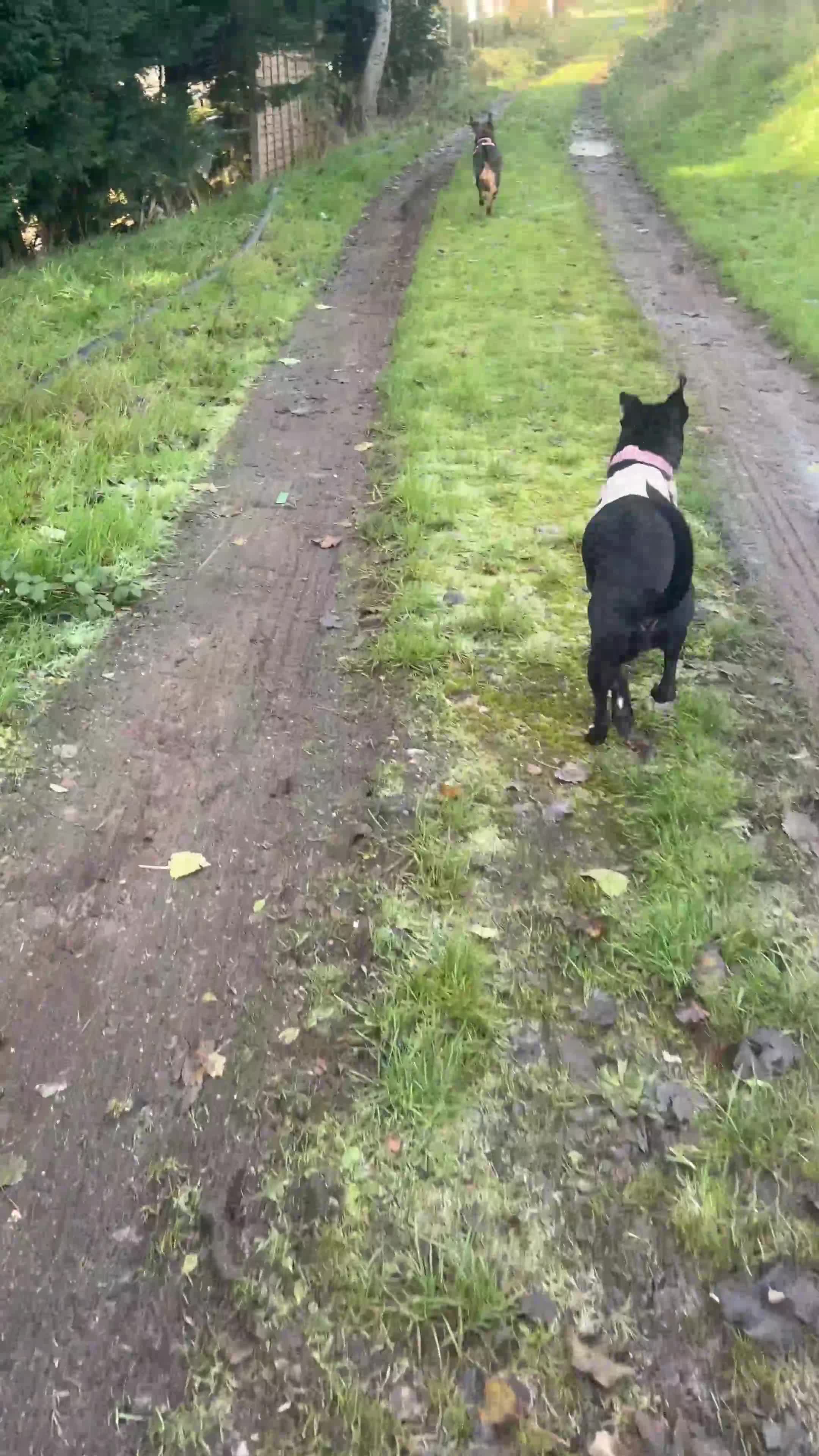 Whippet dogs for sale: Whippet x 1 year old  - Video 1